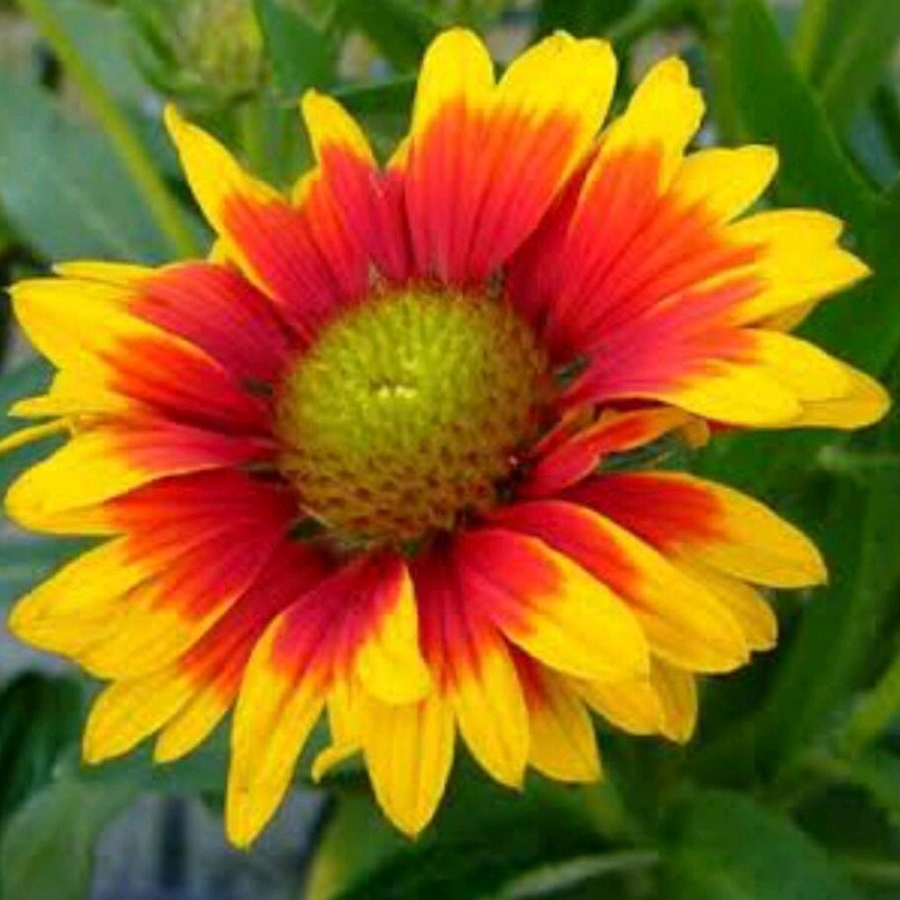 Meet your Posher, Samdou